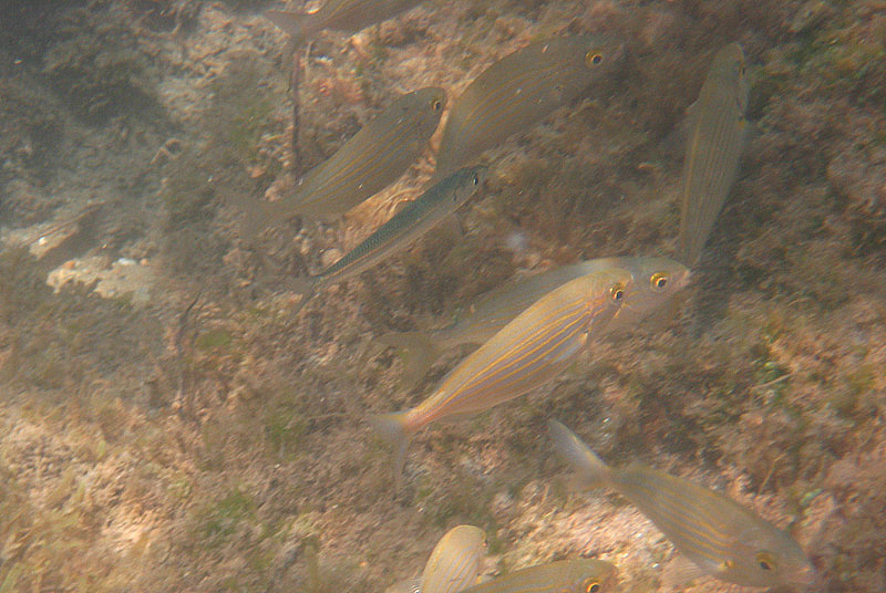 Strane compagnie: Sarpa salpa e Sardinella aurita